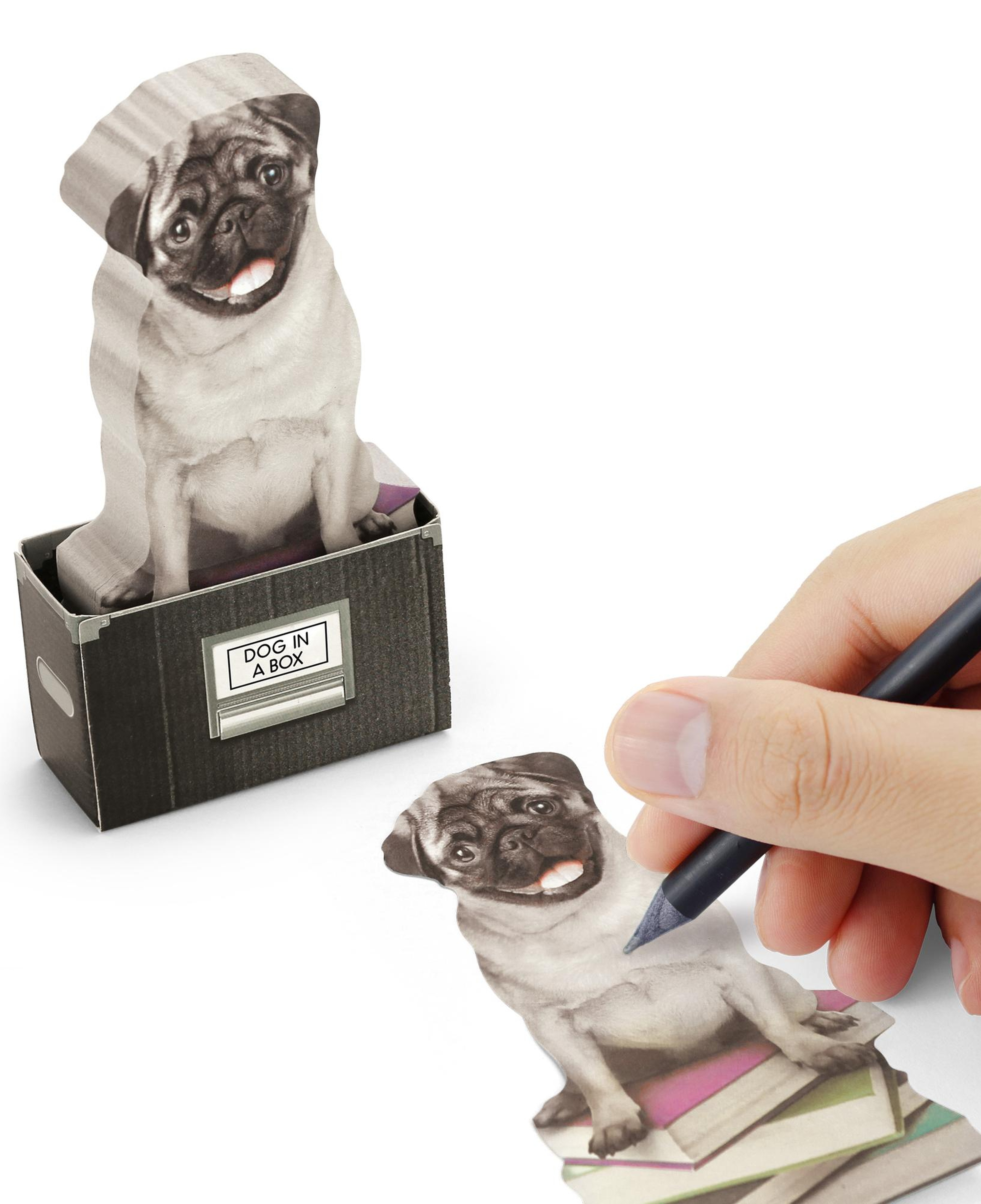 Mustard Dog in a Box