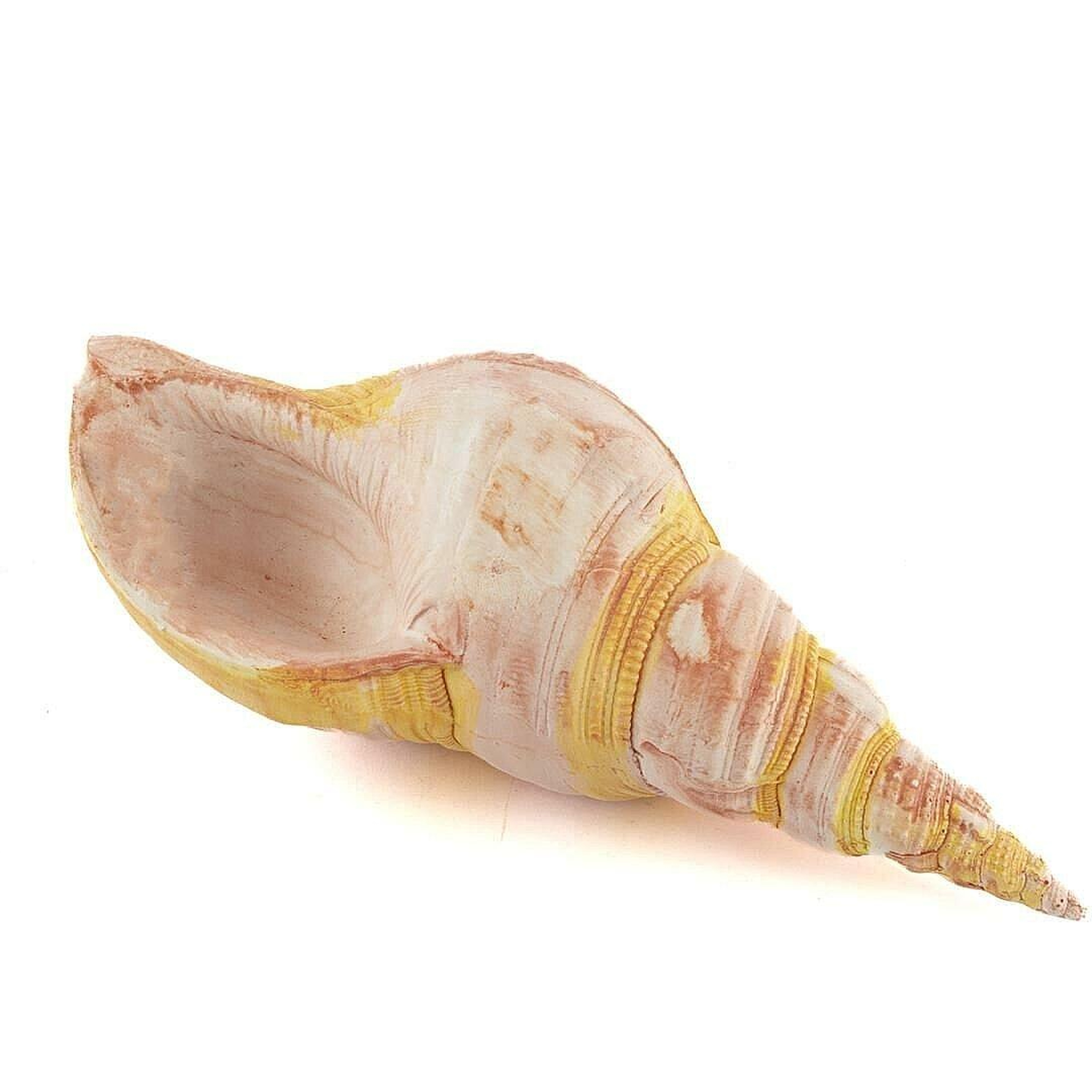 Pembe Deniz Kabuğu 21x7 Cm