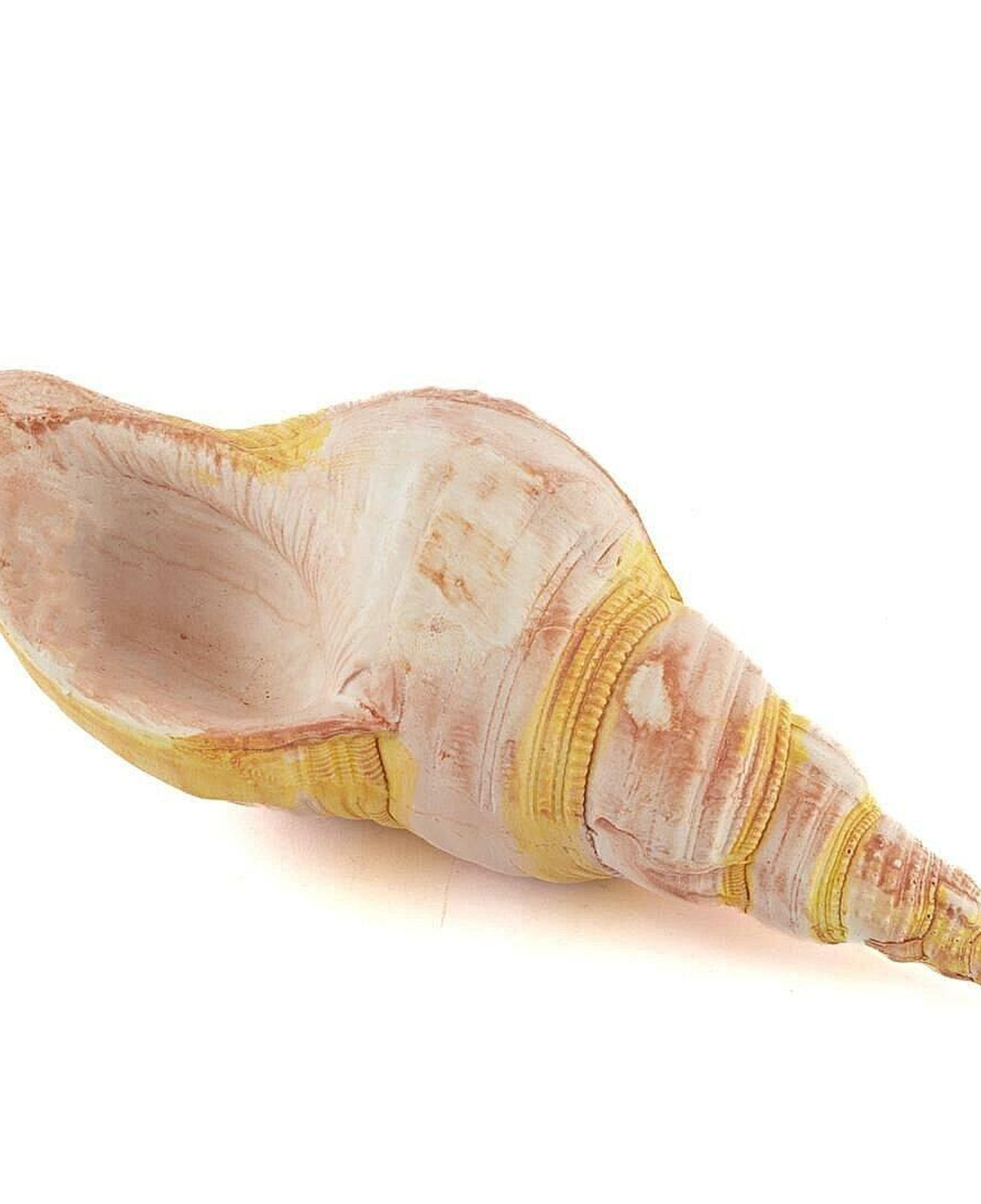 Pembe Deniz Kabuğu 21x7 Cm