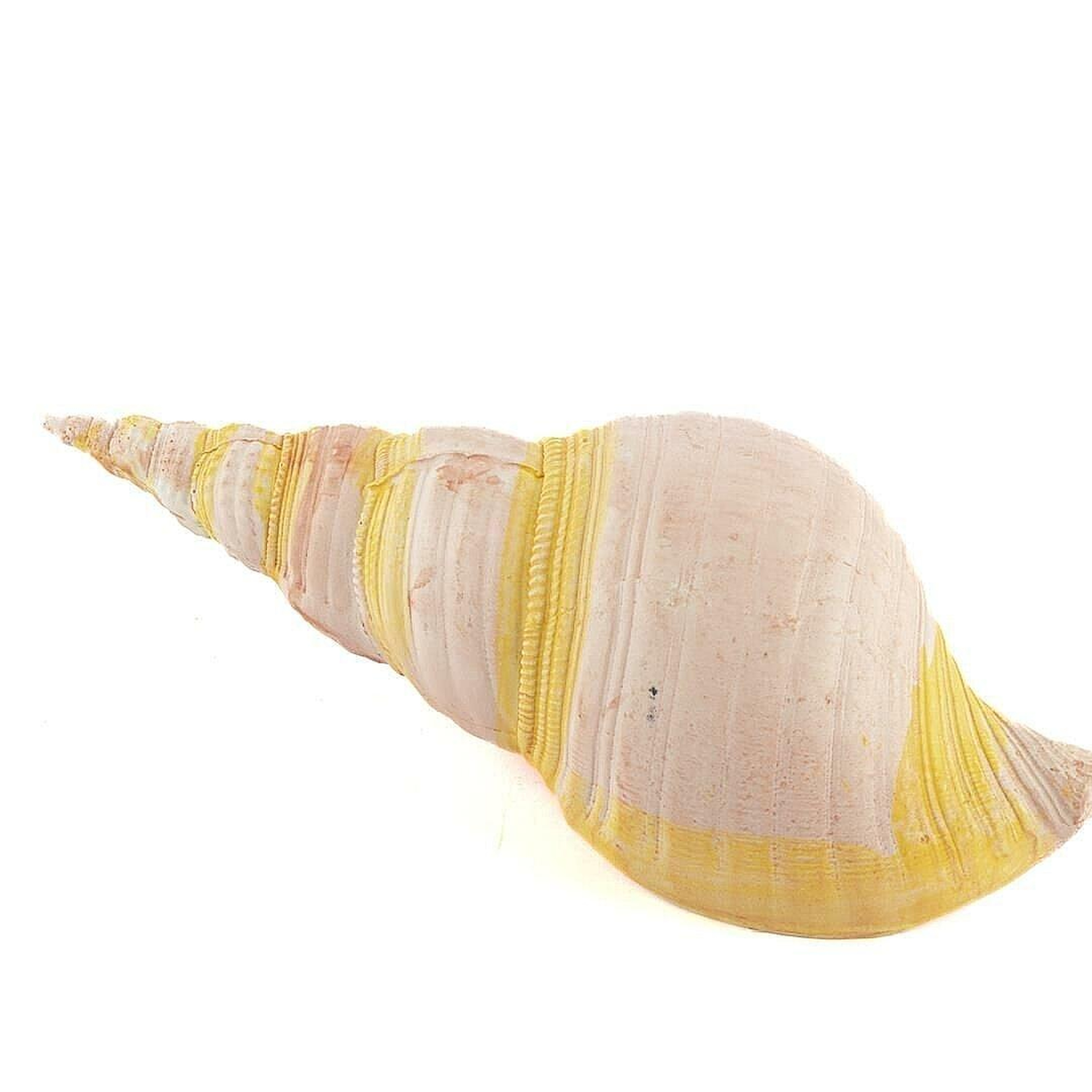 Pembe Deniz Kabuğu 21x7 Cm
