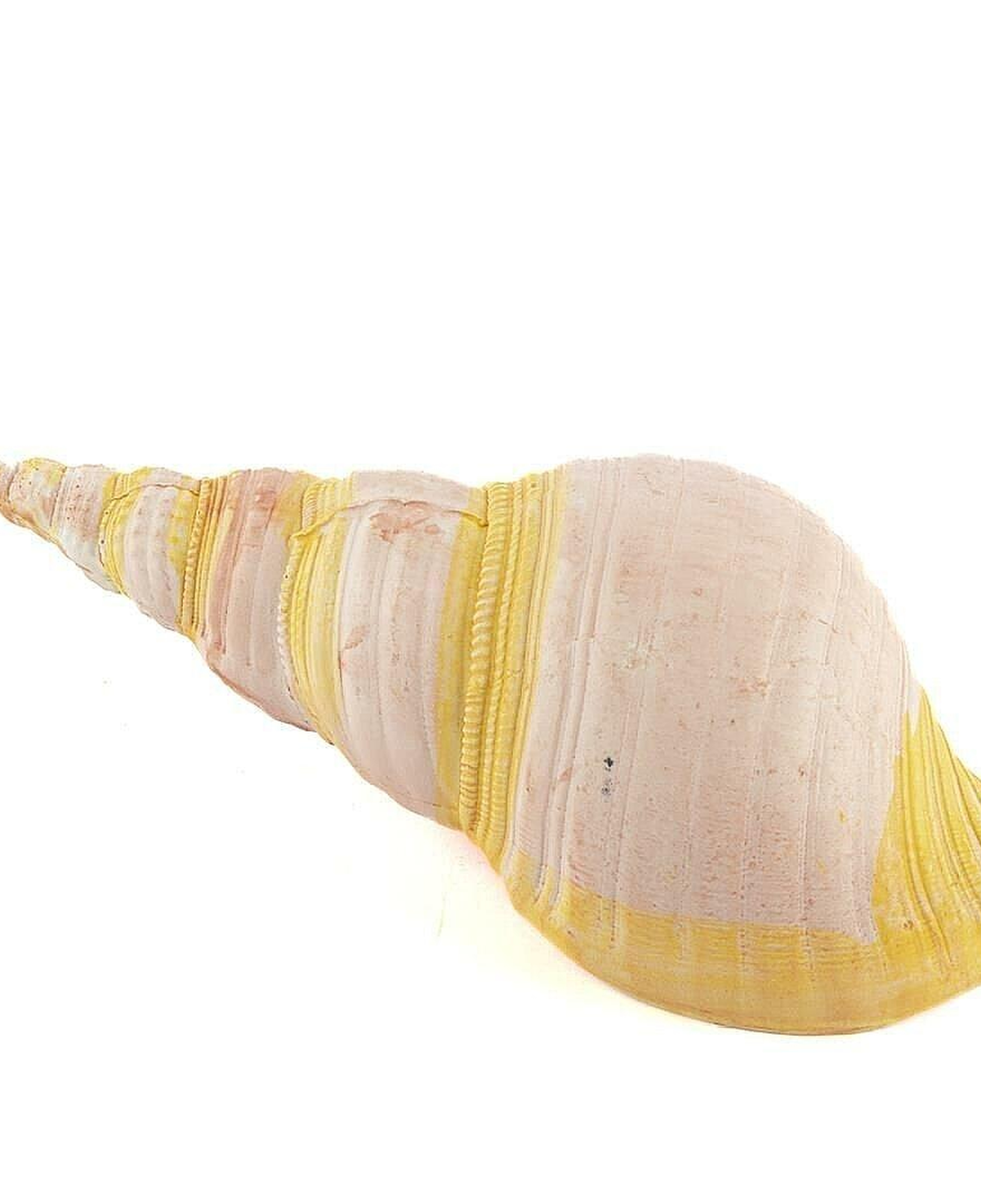 Pembe Deniz Kabuğu 21x7 Cm