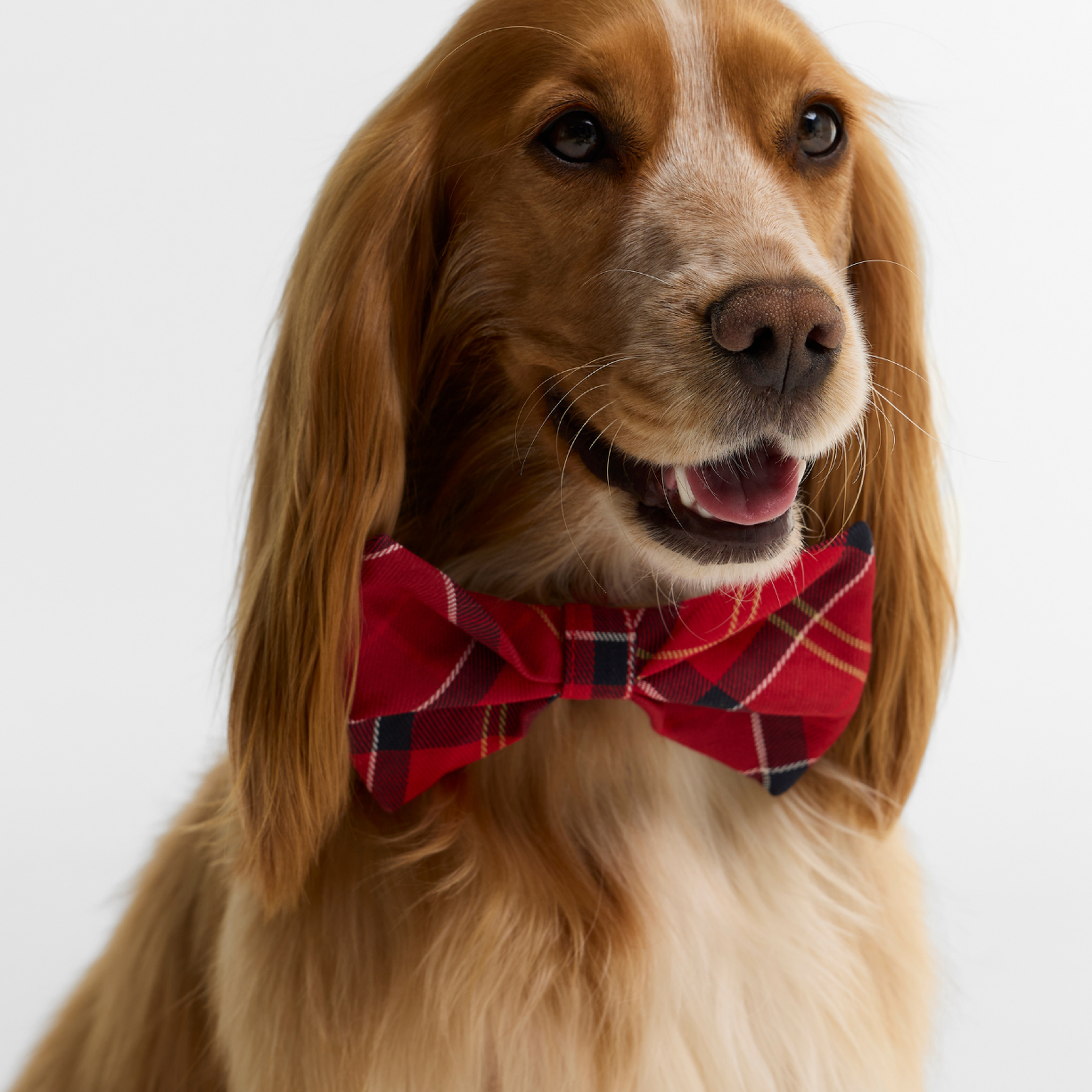 Barbour Tartan Köpek Papyonu