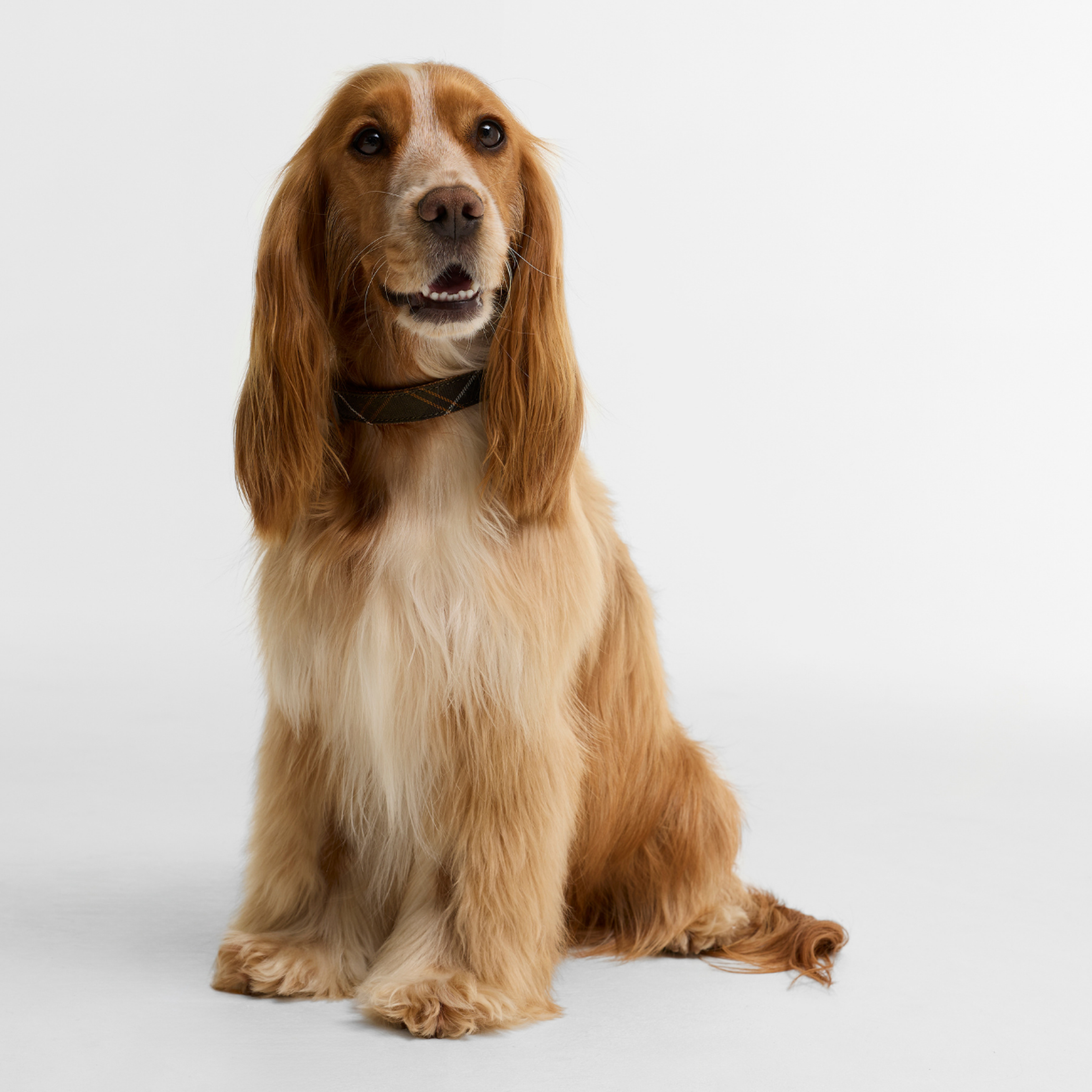 Barbour Dog Tartan & Webbing Köpek Tasması