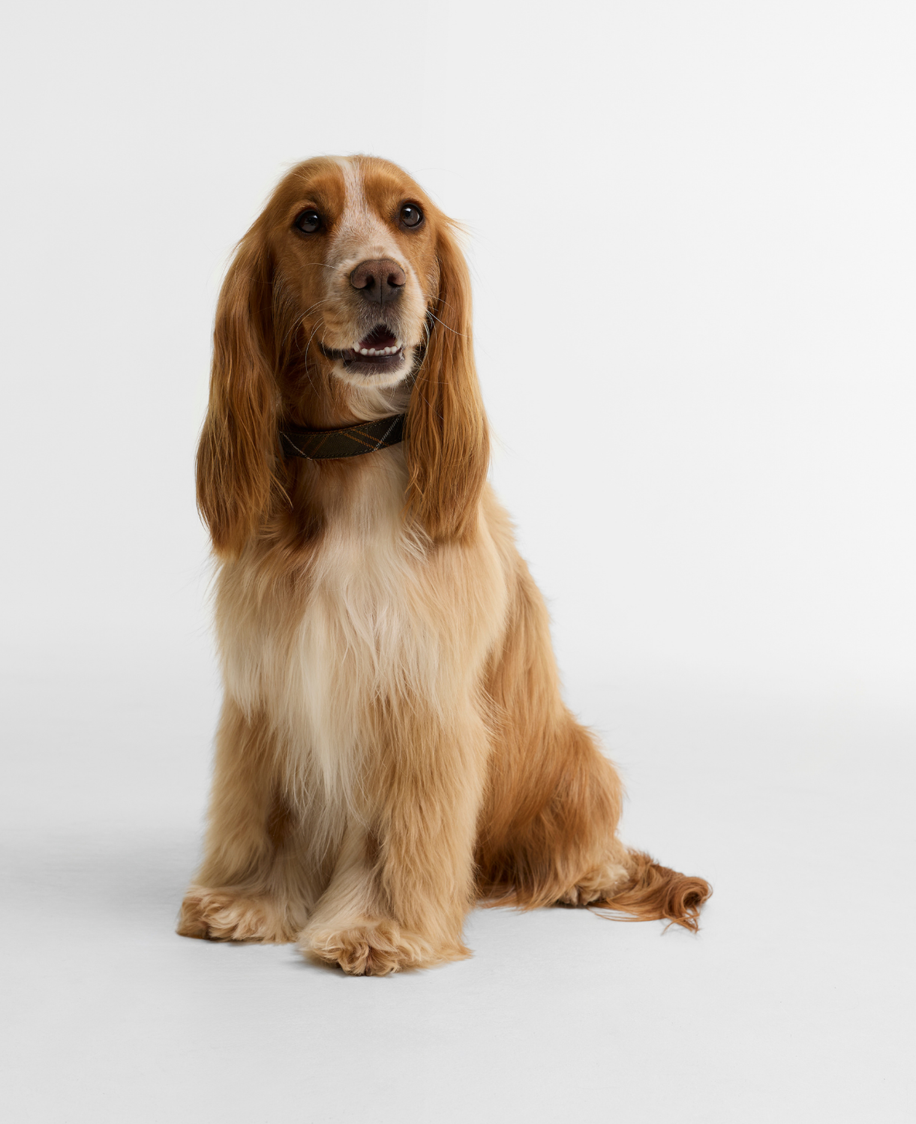 Barbour Dog Tartan & Webbing Köpek Tasması