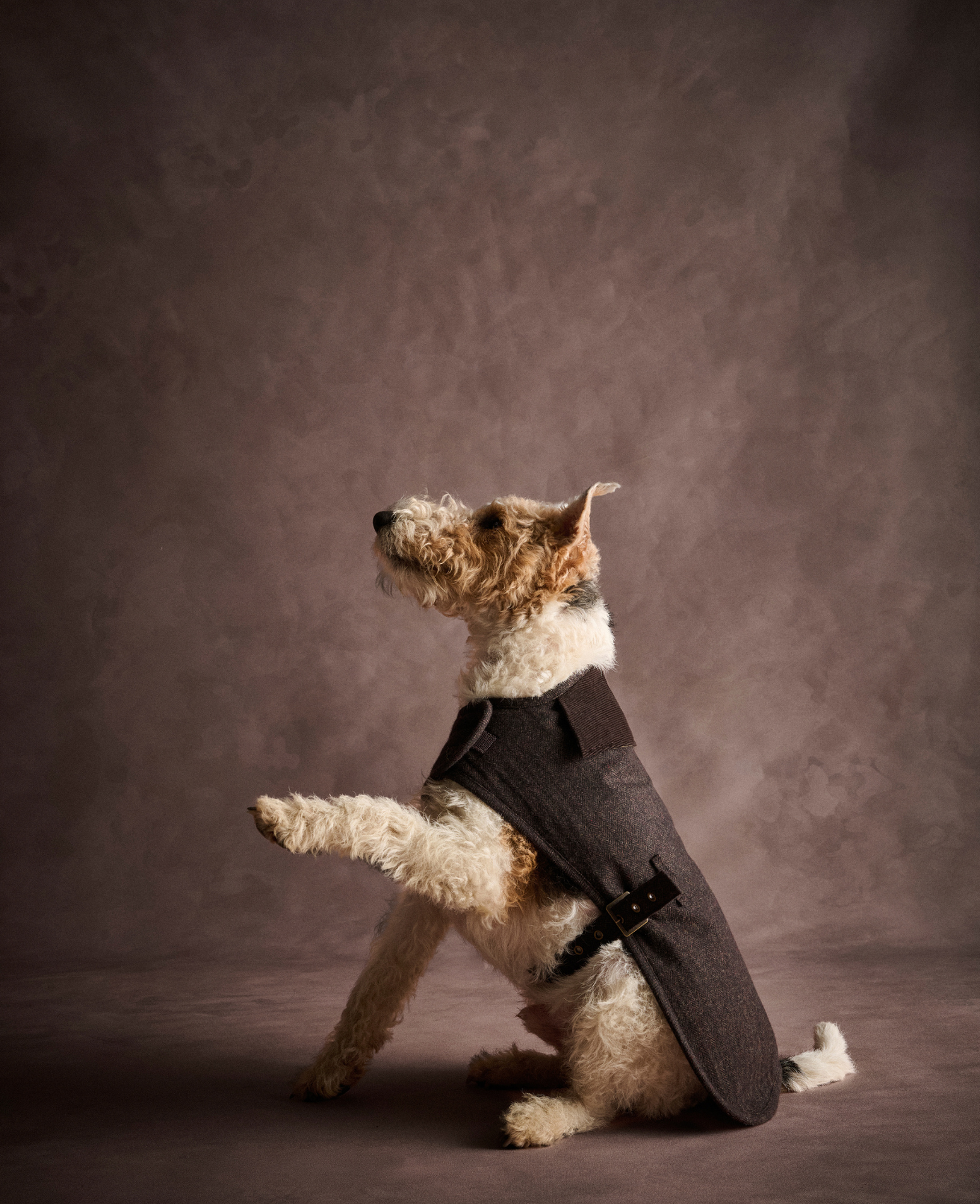 Barbour Barlow Tweed Köpek Montu